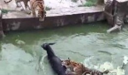 江苏动物园爆料视频最新,神秘动物现身，引游客热议！